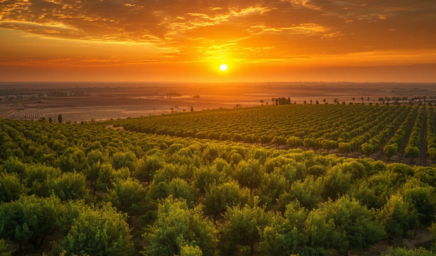 Sunset over an Egyptian orchard at the end of the harvest day